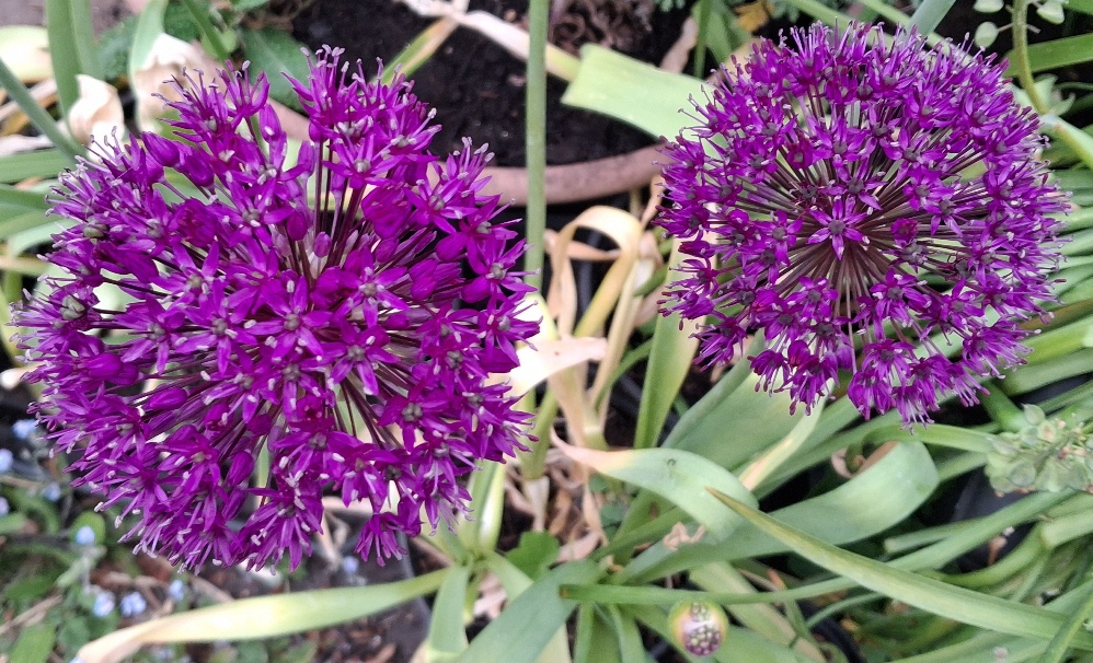 allium