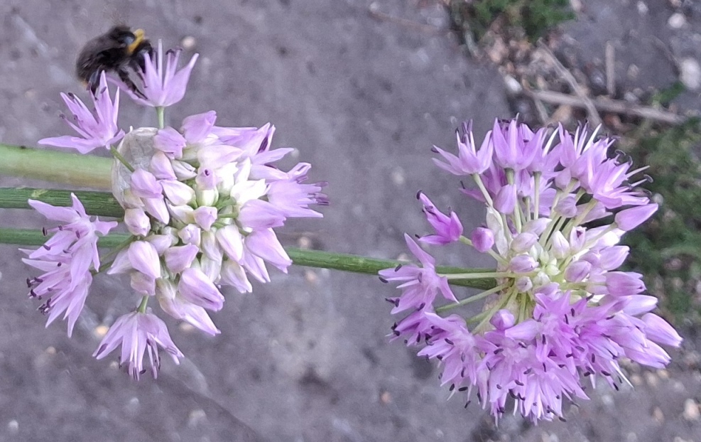 allium carolinianum rosy beauty bee