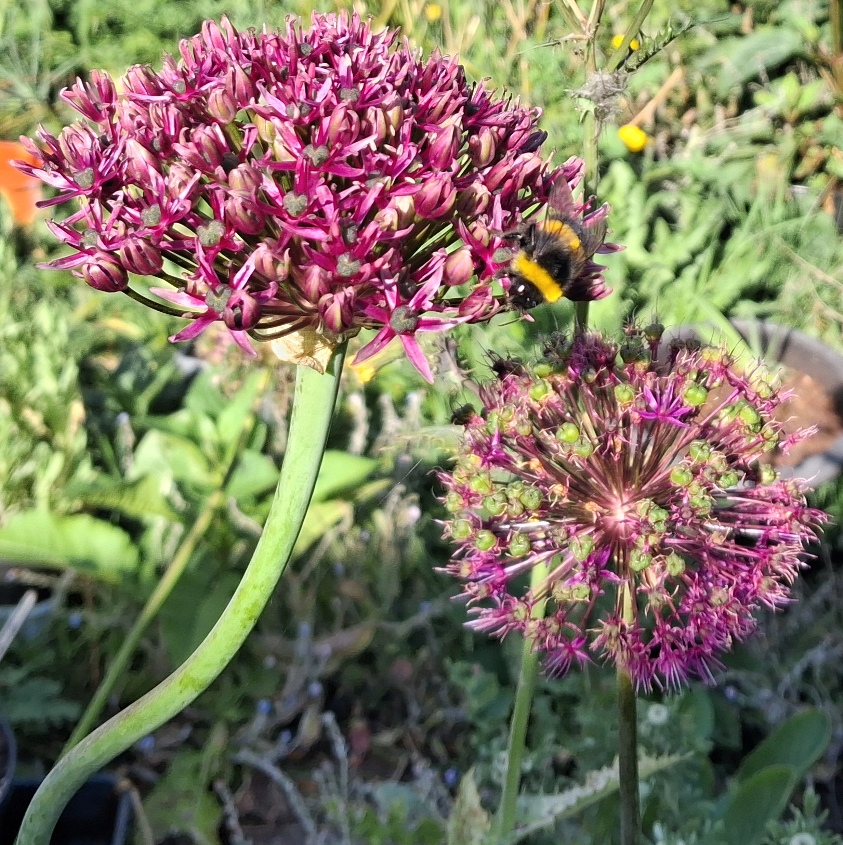 allium bee