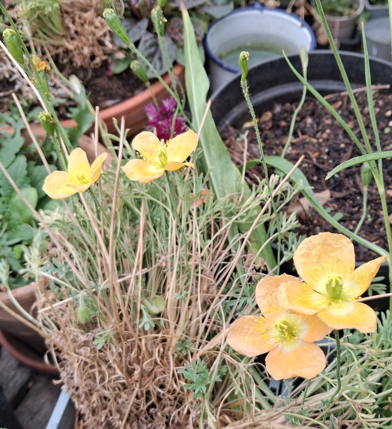 alpine poppies