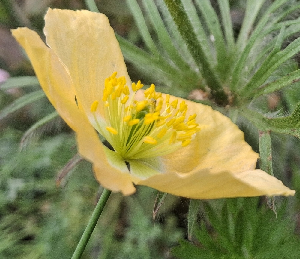 alpine poppy