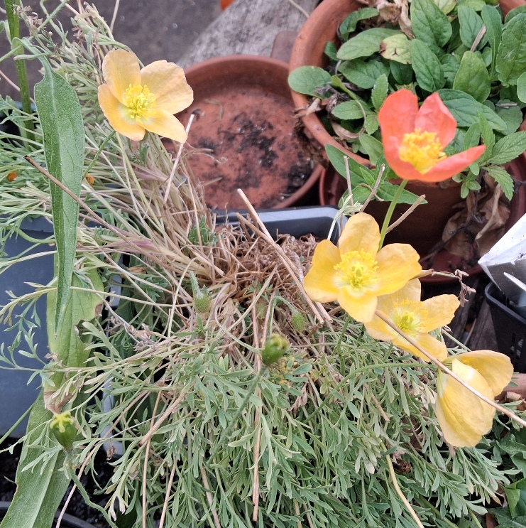alpine poppy