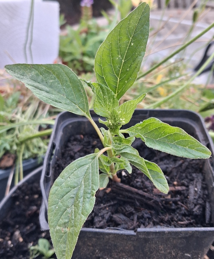 amaranth