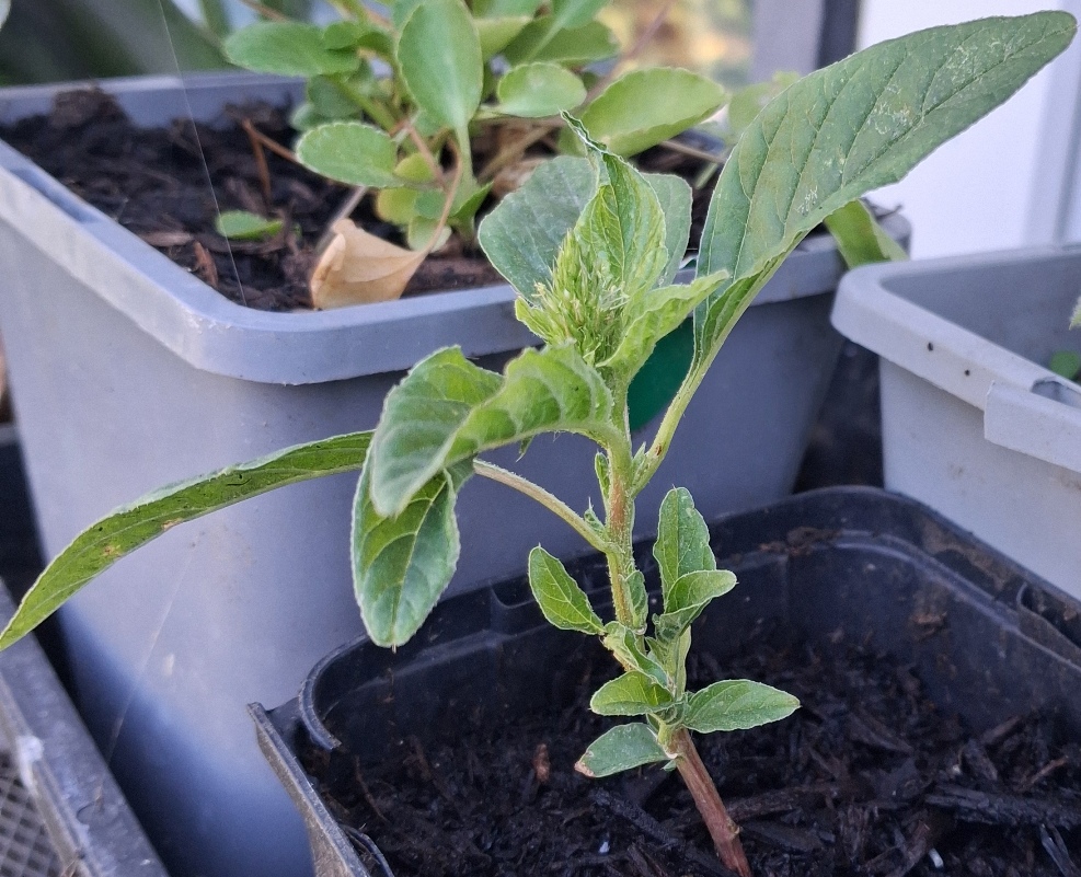 amaranth