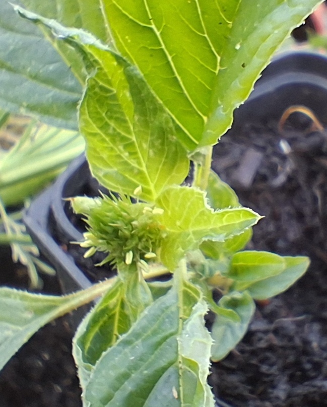 amaranth