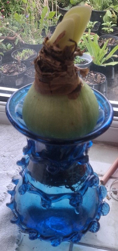amaryllis bulb in vase