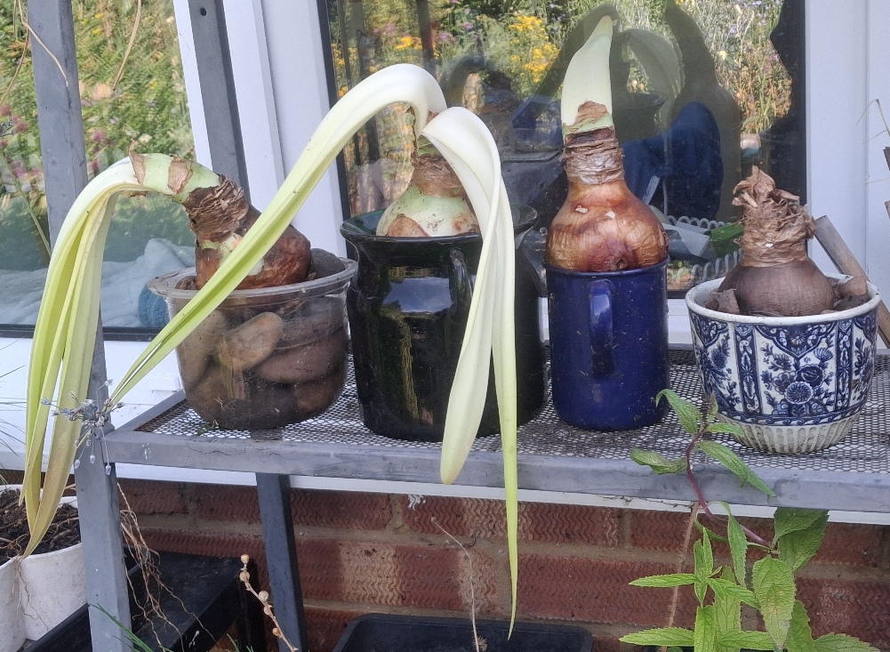 amaryllis bulbs