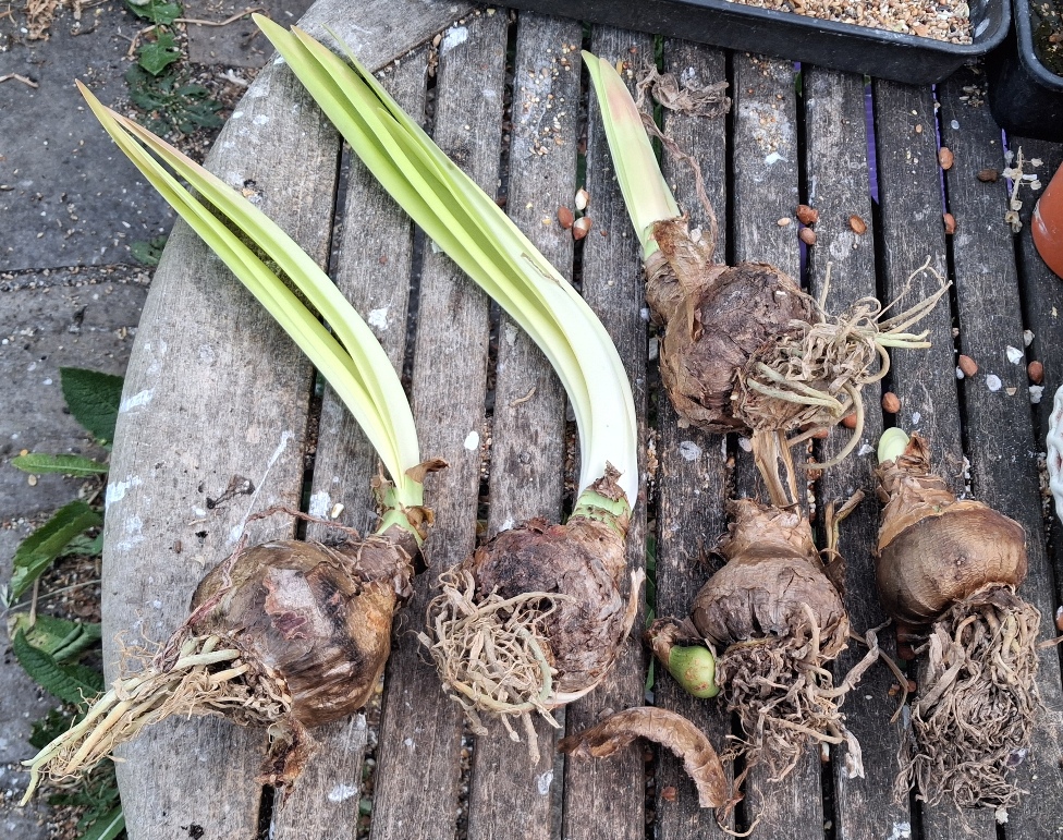 amaryllis bulbs