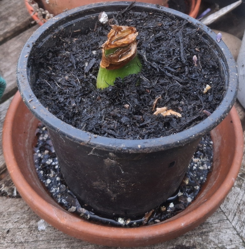 amaryllis bulblet potted up