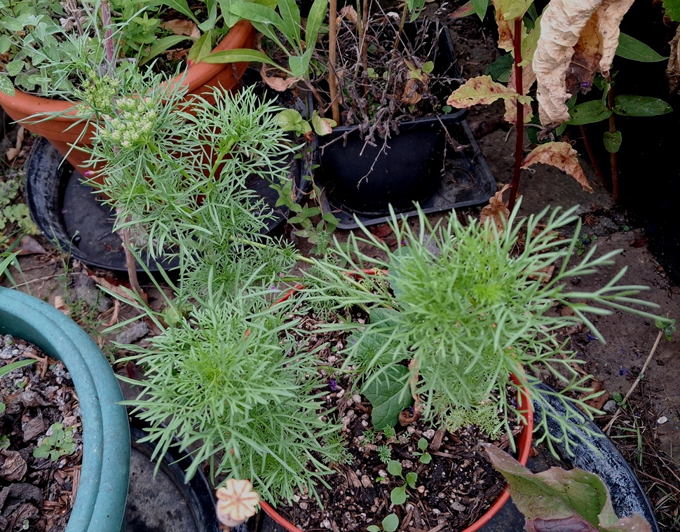 ammi visagna 