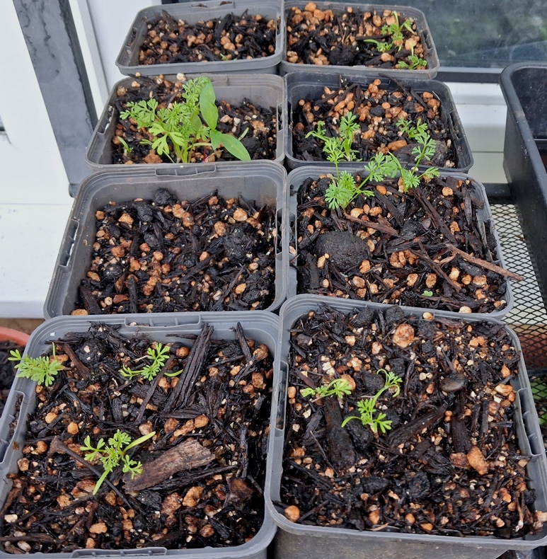 ammi seedlings