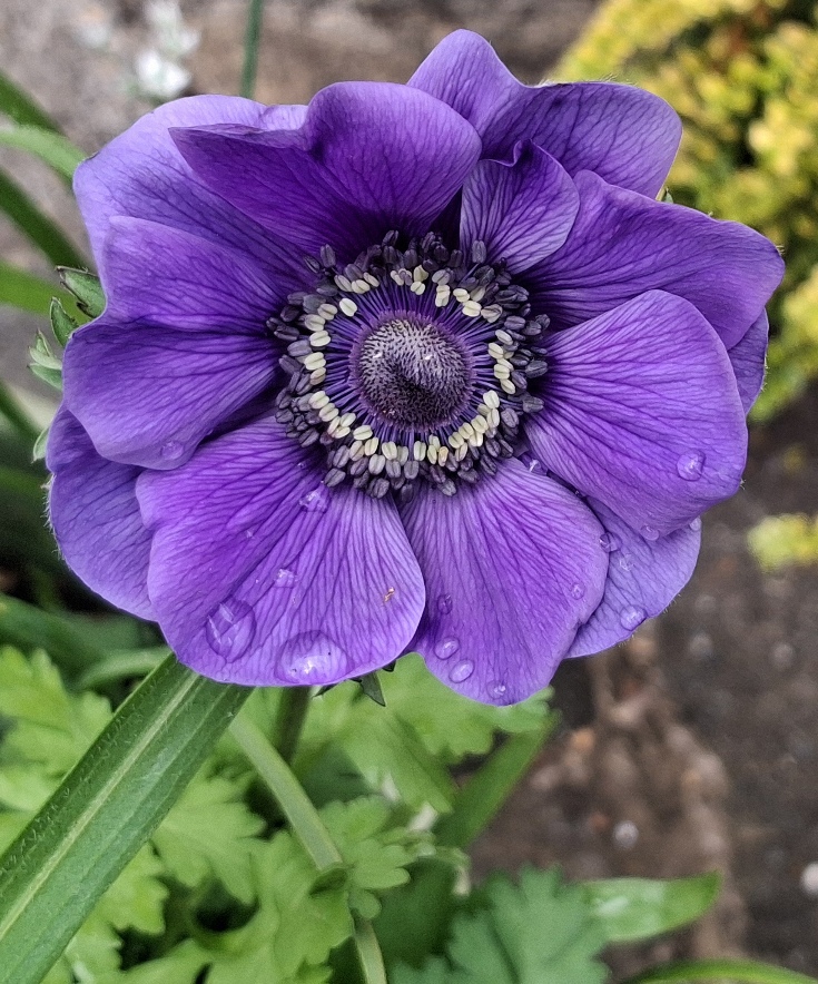 anemone