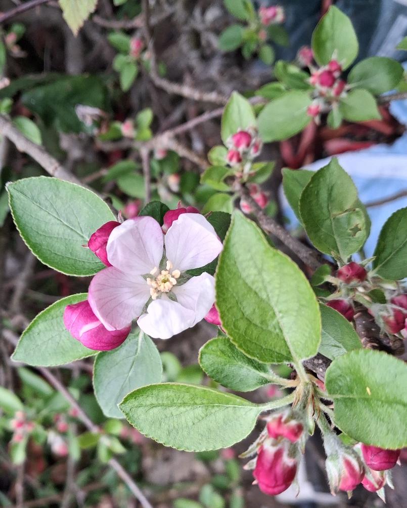 apple blossom