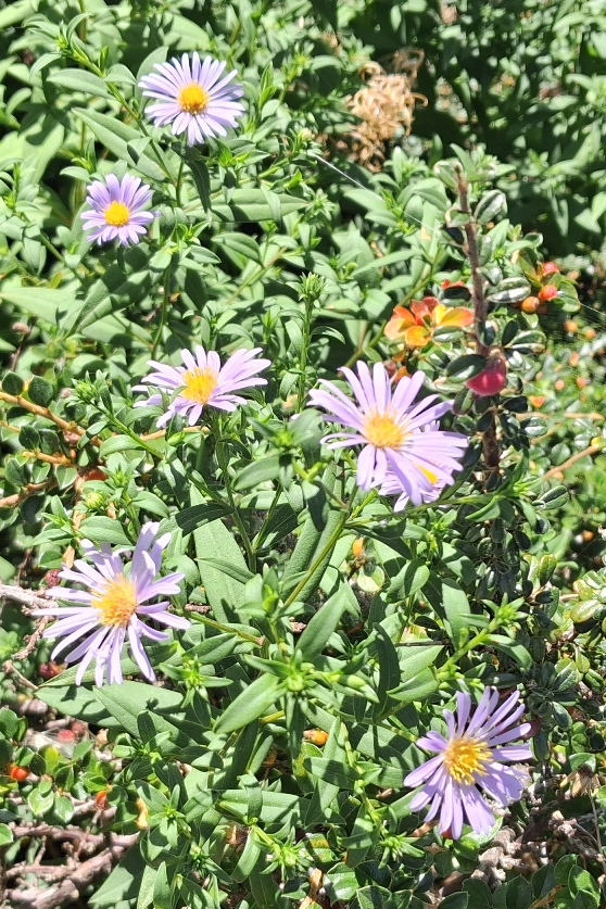 aster