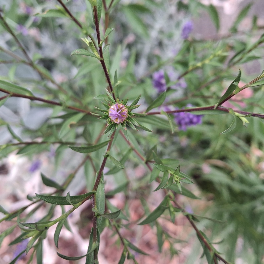 aster