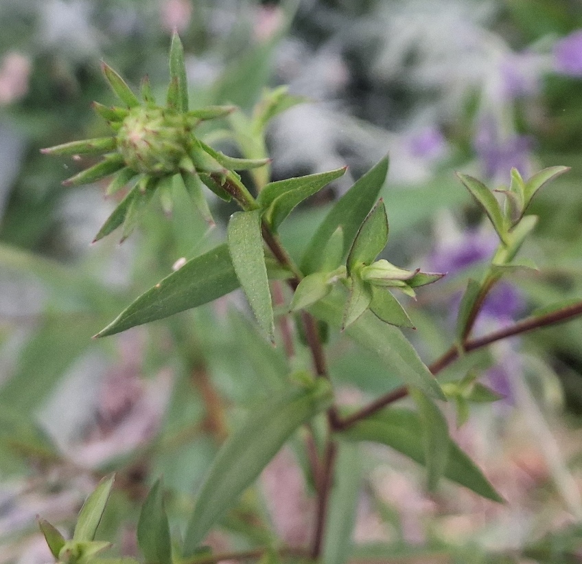 aster