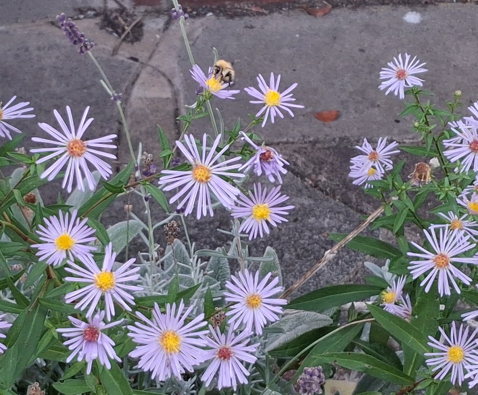 aster bee