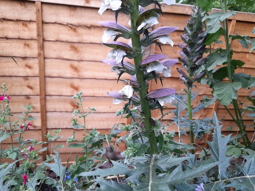 acanthus with bee