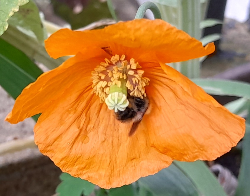 atlantic poppy bee