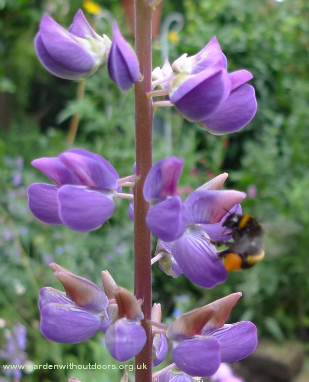 lupin with bee with pollen basket