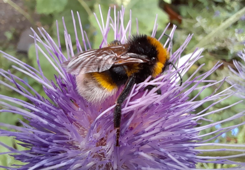 bee on melancholy thistle