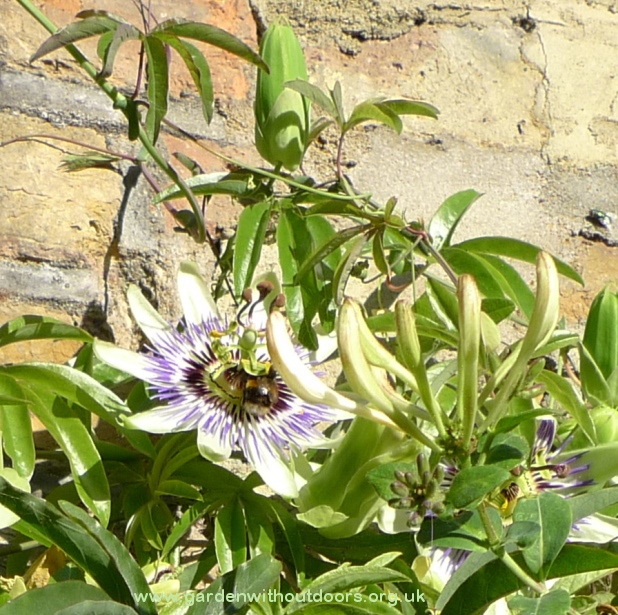 bee on passionflower