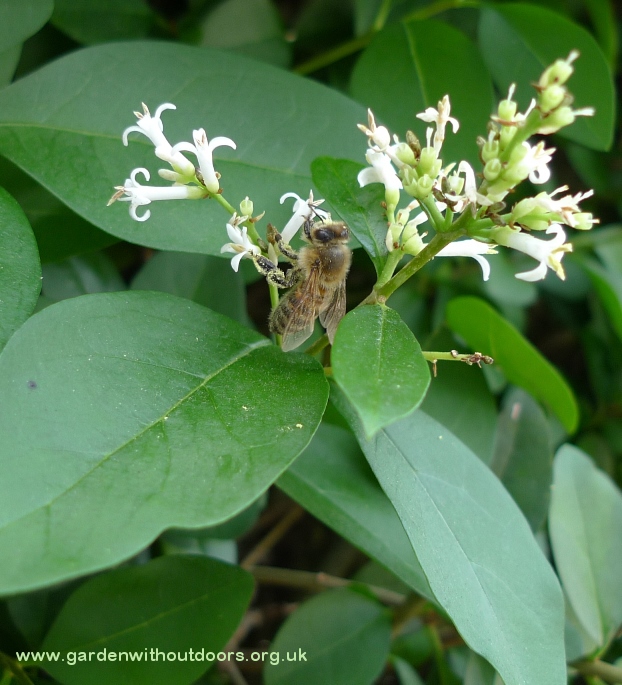 bee on privet flower