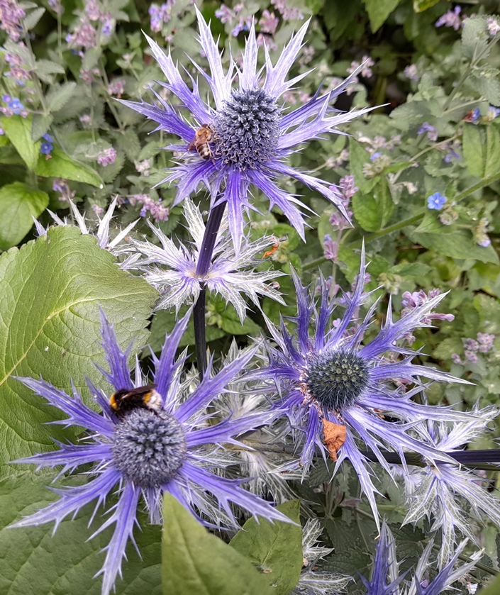 bees on sea holly