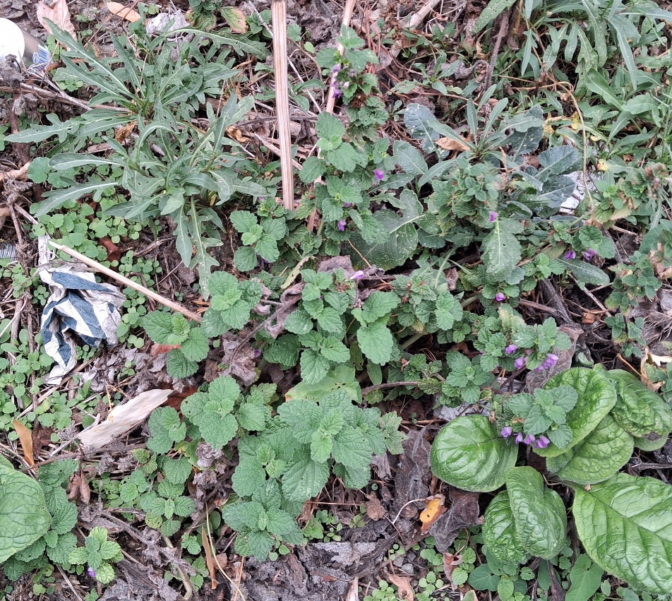 black horehound annual wall rocket