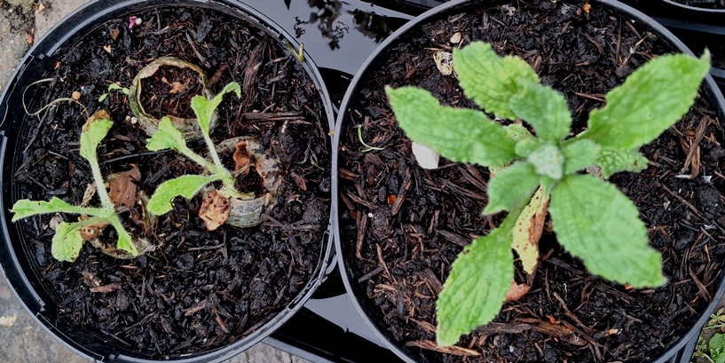 borage