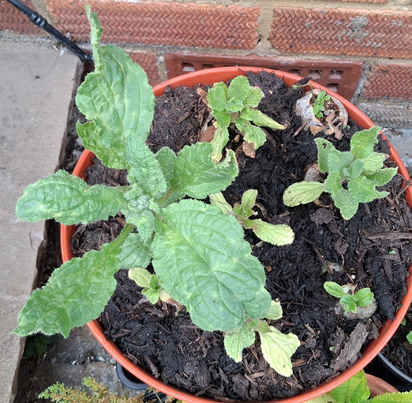 borage
