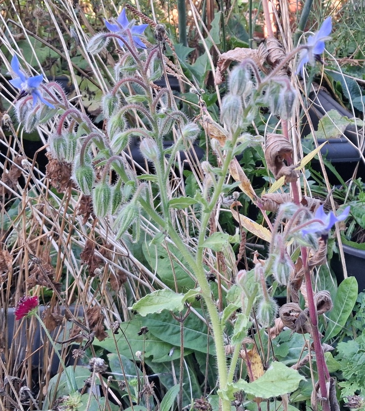 borage