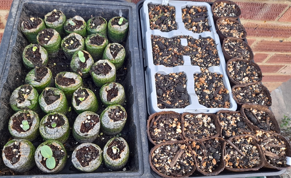 borage seedlings