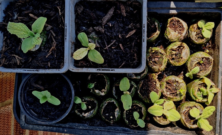 borage seedlings