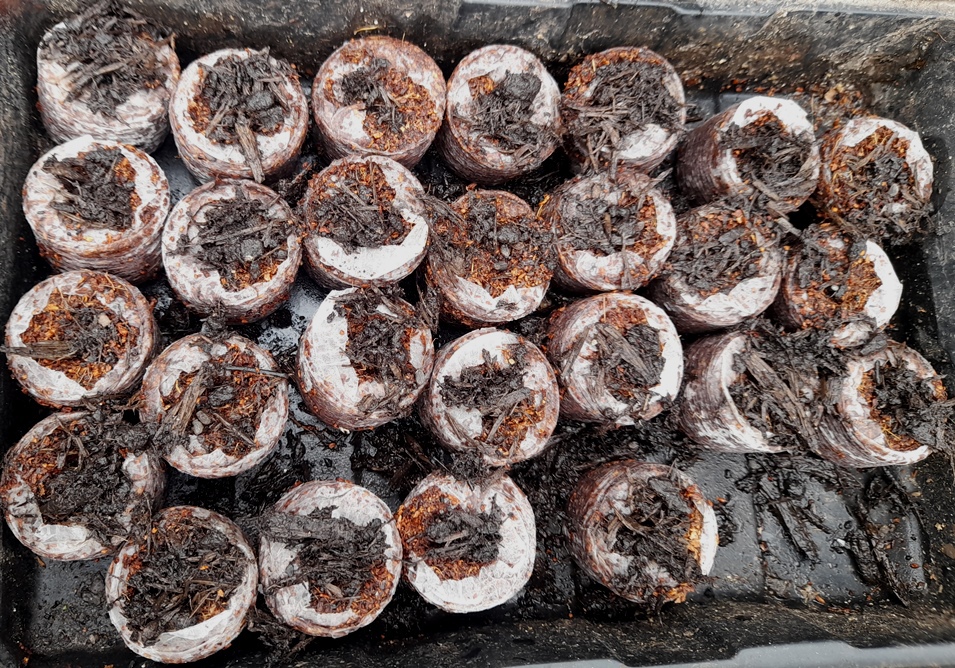 borage seeds sown