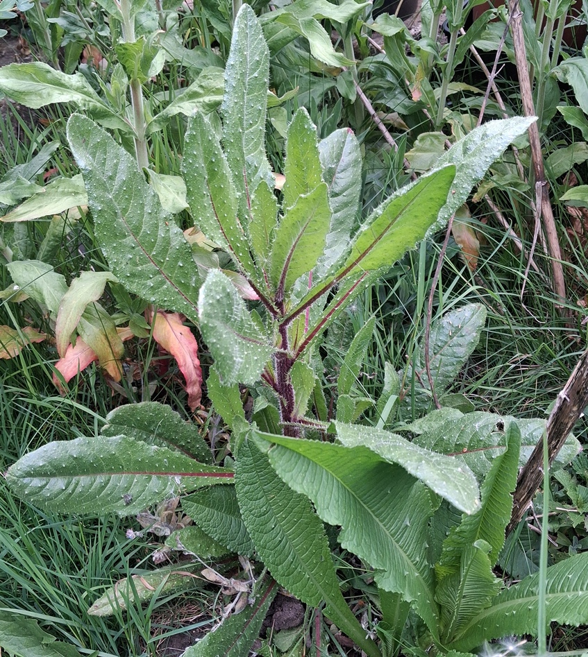 bristly oxtongue