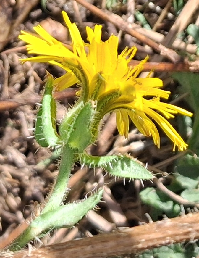 bristly oxtongue