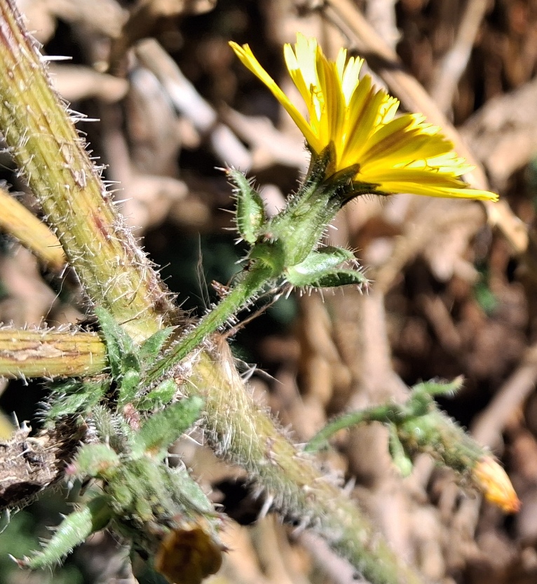 bristly oxtongue