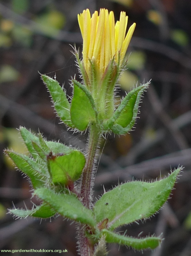 bristly oxtongue