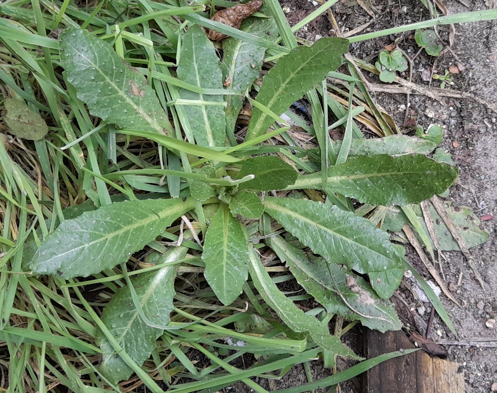 bristly oxtongue