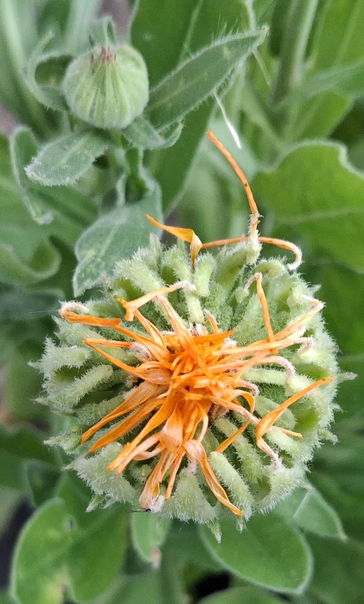 calendula