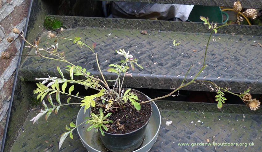 sheepsbit rosette in centaurea dealbata pot