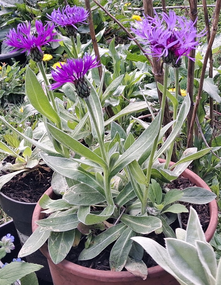 centaurea montana
