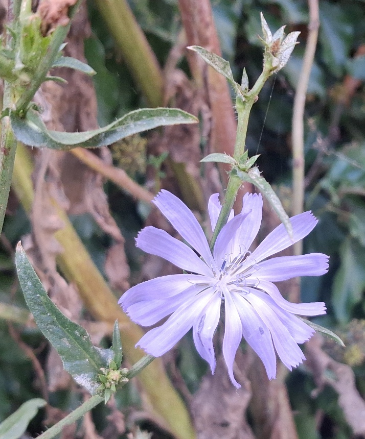 chicory