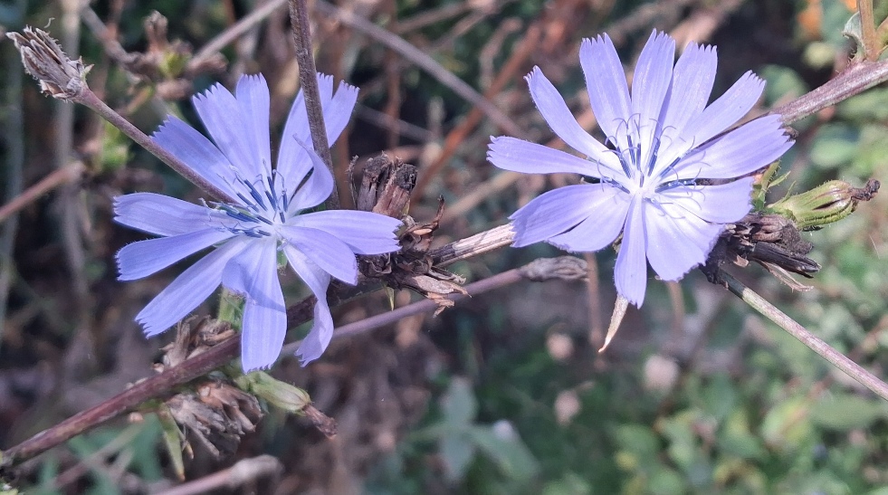 chicory