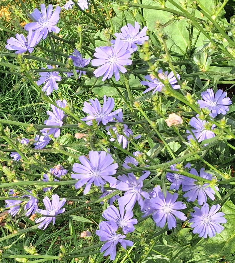 chicory