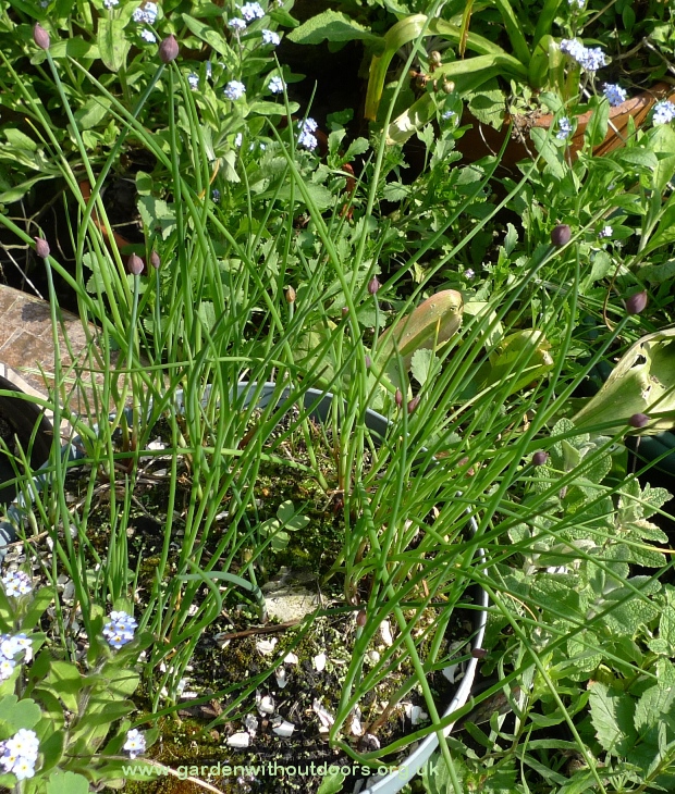 chives flower buds