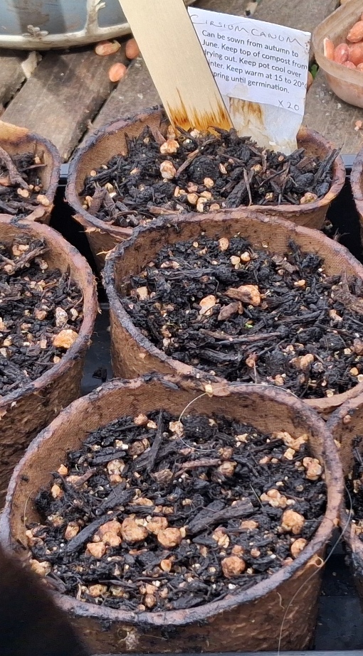 cirsium canum seeds sown