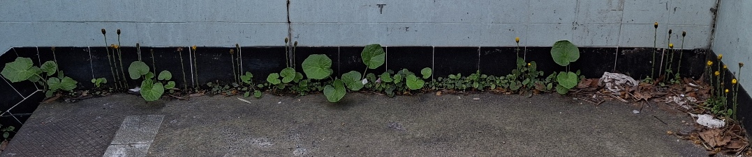 london rocket sisymbrium irio