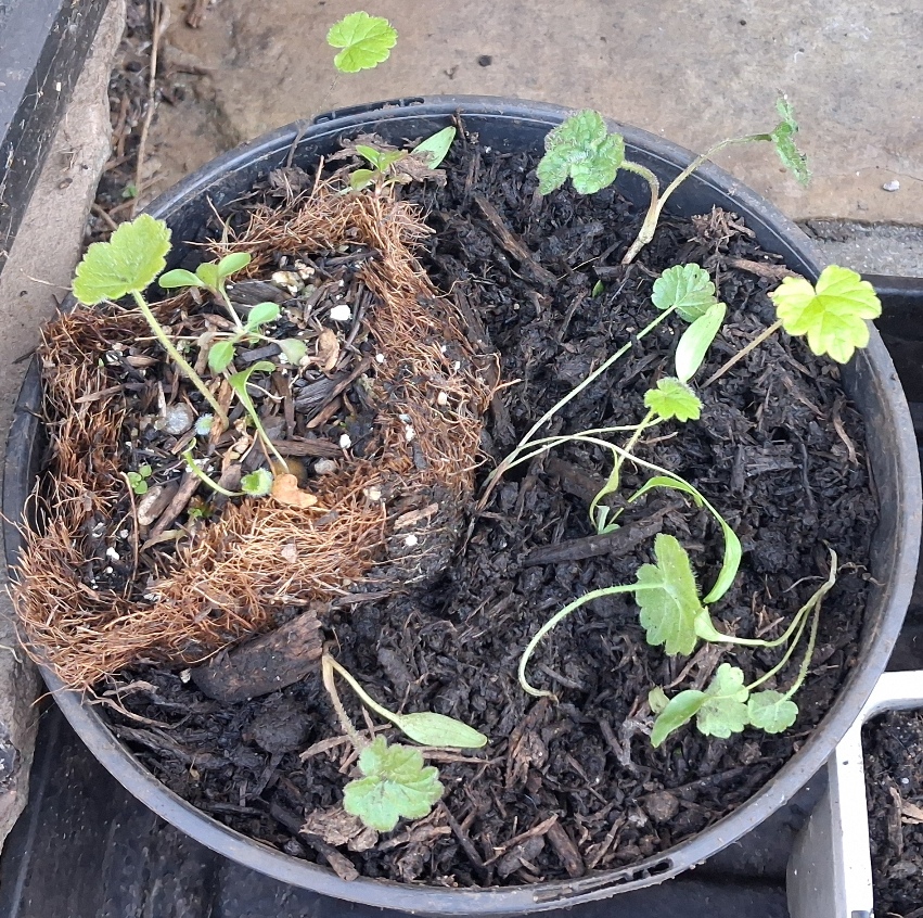 common hogweed seedlings